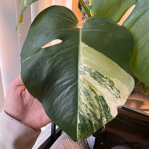 Meet your Posher, Hervariegatedh0mez